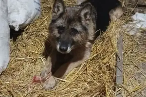 Найдена собака, Сенгилей, фото: Собака найдена, Сенгилей, Ульяновская обл.