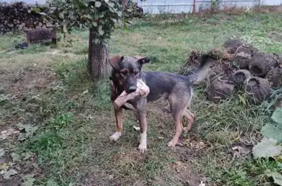 Пропала собака, Рассветный пер., Моковский - photo