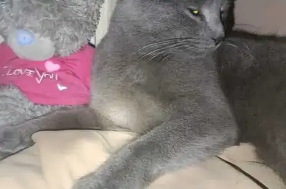 Пропала кошка, Казань - photo