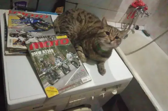 Пропала сибирская кошка, Геодезическая 58 - photo