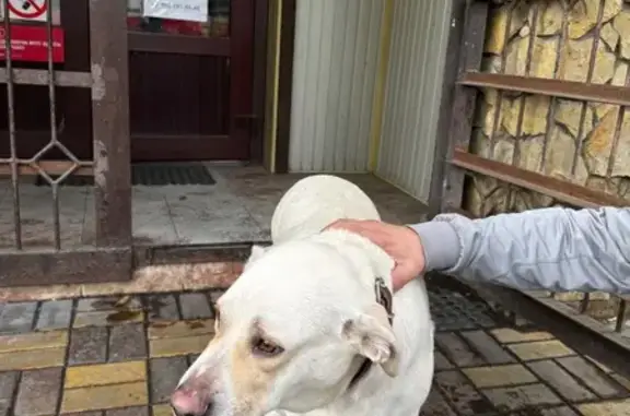 Найдена собака, Краснодар, фото: Найдена собака, Краснодар