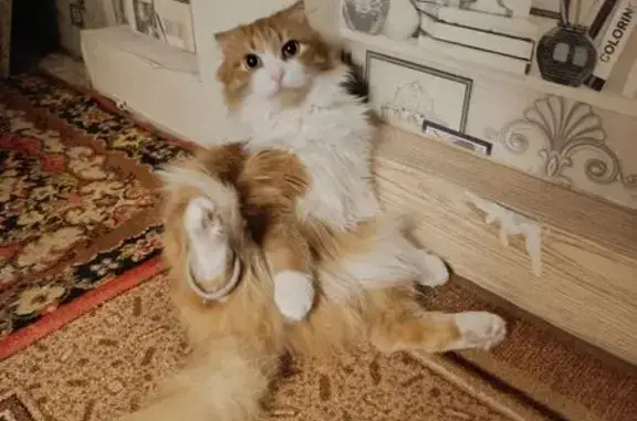 Пропала кошка, Надым, ЯНАО - photo