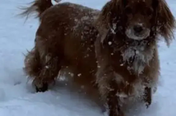 Пропала собака в СНТ им. Коняшина, Юкковское - photo
