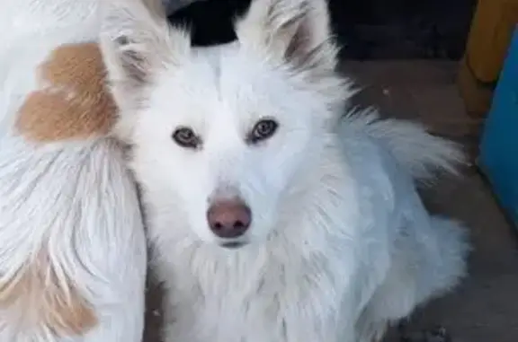 Пропала собака, ул. Пушкина, Воздвиженка - photo