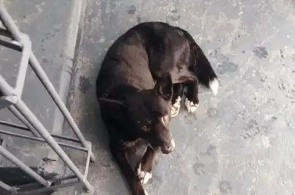 Найдена собака, Томск, фото: Найдена собака, ул. Пушкина, Томск