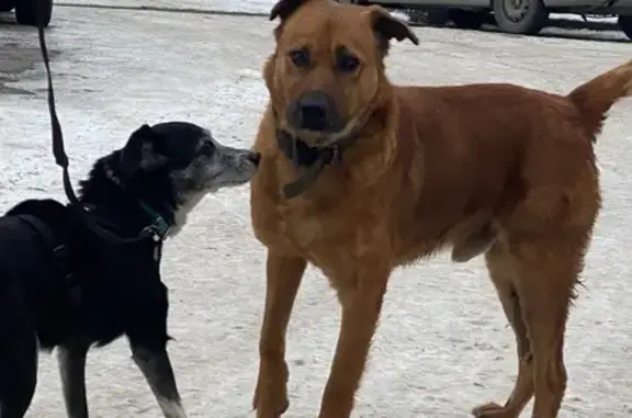 Найдена собака, Ростов-на-Дону, фото: Собака найдена, Глиссерный пер., 14