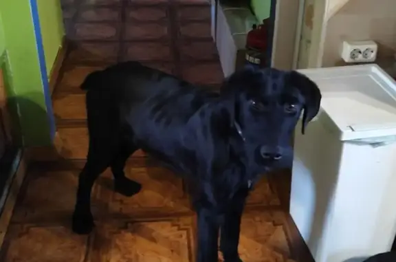 Найдена собака, Кингисепп, фото: Найдена собака, Беседа, 41А-186