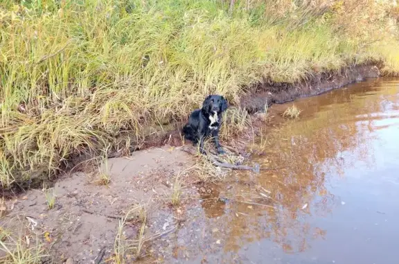 Пропала собака, Нарьян-Мар, НАО - photo