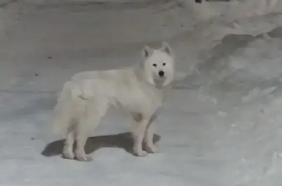 Найдена собака, Москва, фото: Самоед найдена на 43 км МКАД, Москва