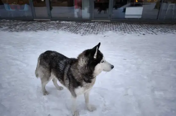 Хаски найдена, Берёзовая аллея, Петрозаводск - photo