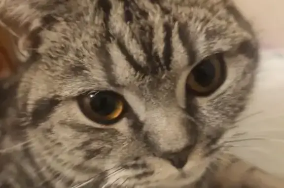 Пропала кошка в Мунсют, Чувашия - photo