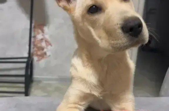 Пропала собака, ул. Штабского, 18, Уссурийск - photo