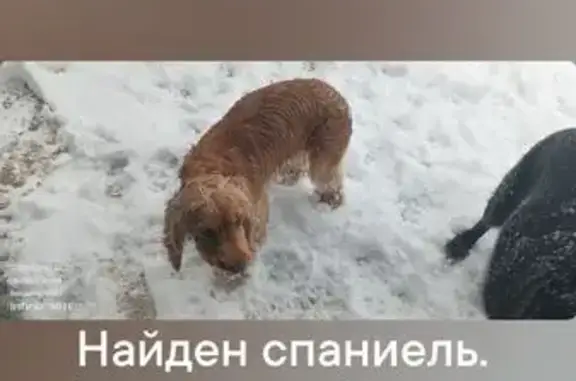 Найдена собака, Пенза, фото: Собака найдена: 5-й пр. 40 лет Октября, 2