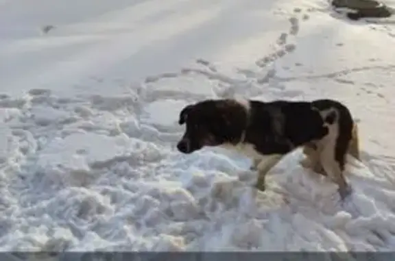 Найдена собака, Екатеринбург, фото: Собака найдена: Рассветная, 11А, Екатеринбург