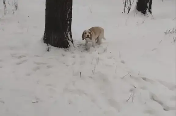 Найдена собака, Ярославль, фото: Собака найдена на ул. Доронина, Ярославль