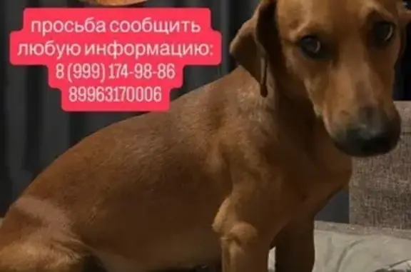 Пропала собака ул. Дзержинского, Якутск - photo