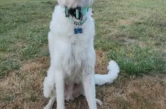 Пропала собака, Ладожское с/п, Краснодарский край - photo