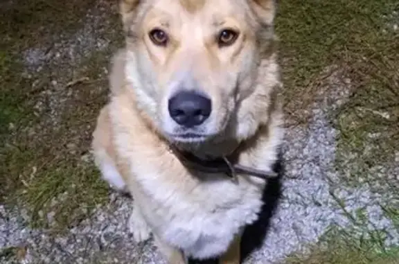 Пропала собака на ул. Фрезеровщиков, Екб - photo