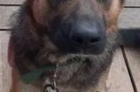 Собаки потеряшки, Новокузнецк, фото: Потеряшка собака, Тузовского, Новокузнецк