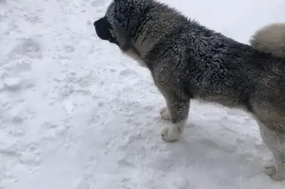Найдена собака, Пенза, фото: Акита найдена на пр. Строителей, 77, Пенза