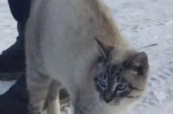 Найдена кошка, ище, фото: Кошка найдена, ул. Маршала Чуйкова, 1Б