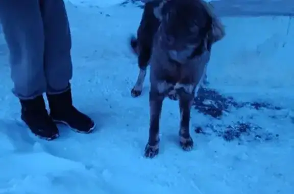 Найдена собака, Кстово, фото: Найдена собака на Зелёной улице, Кстово