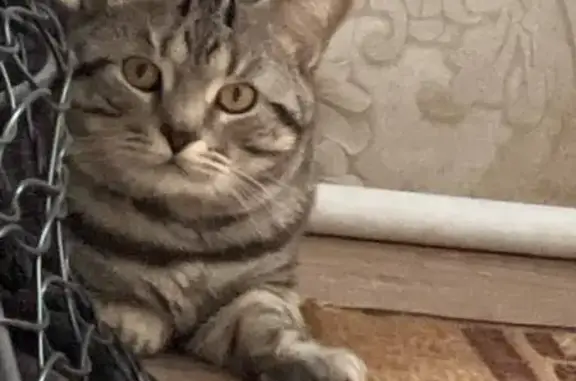 Пропала кошка, Огнеупорная, 54, Ижевск - photo