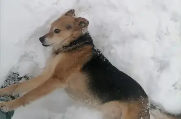 Пропала собака, ул. Вирты, 32, Тамбов - photo