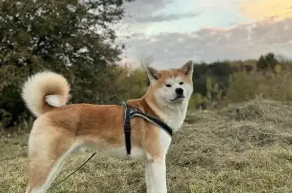 Собаки потеряшки, Ржев, фото: Потеряшка собака, Смольная 82, Ржев