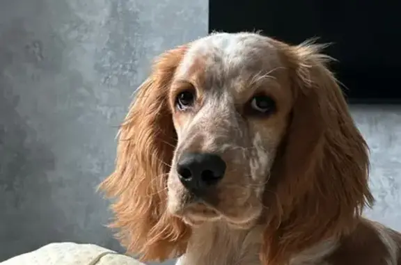 Пропала собака, Спортивная 2А, Динская - photo