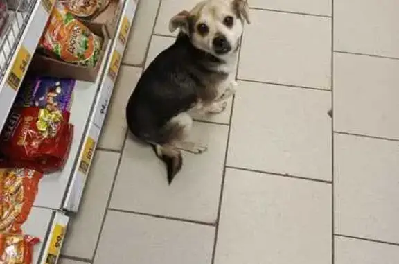 Найдена собака, Уфа, фото: Собака найдена: Вологодская, Уфа