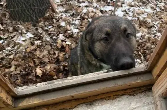 Пропала собака, Катерная ул. 64, Челябинск - photo