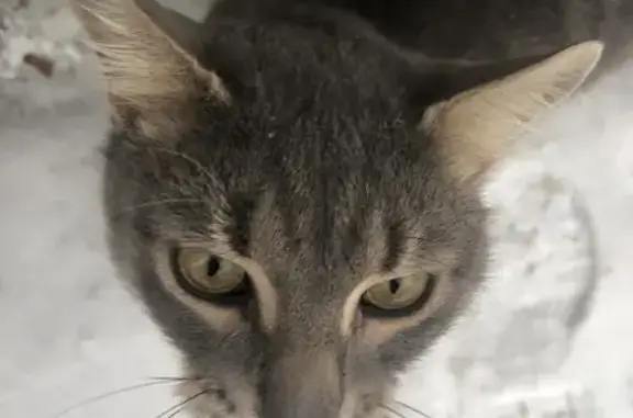 Объявления о пропавших и найденных животных, Тольятти, фото: Кошка найдена: Ленинский пр., 24, Тольятти