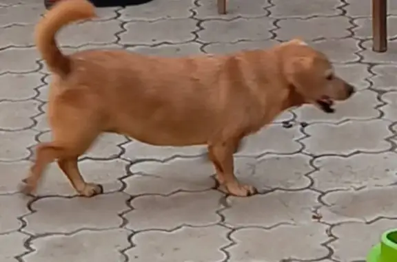 Пропала собака, Советская ул., Черногорск - photo