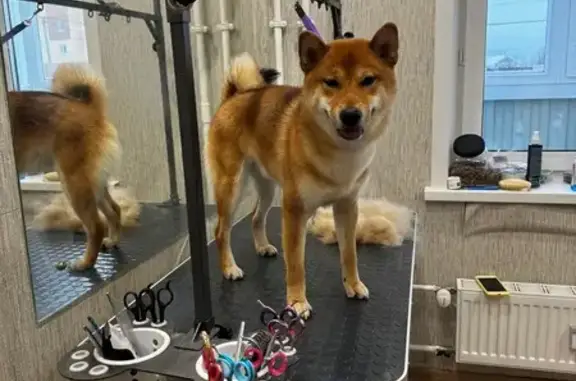 Пропала собака, Весенняя ул. 20, Фролы - photo