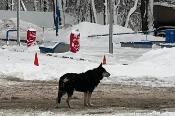 Найдена собака, Радумля, фото: Найдена собака, Ленинградское шоссе, Радумля