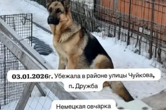 Собаки потеряшки, Казань, фото: Потеряшка овчарка Аиша, ул. Чуйкова, Казань