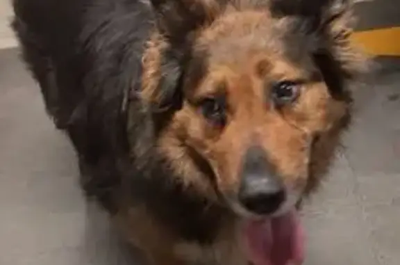 Собаки потеряшки, Подольск, фото: Потеряшка собака, Подольск, Юбилейная, 27Б