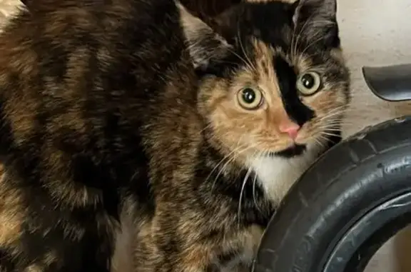 Найдена кошка, Сочи, фото: Найдена кошка, ул. Метелёва 193/1, Сочи