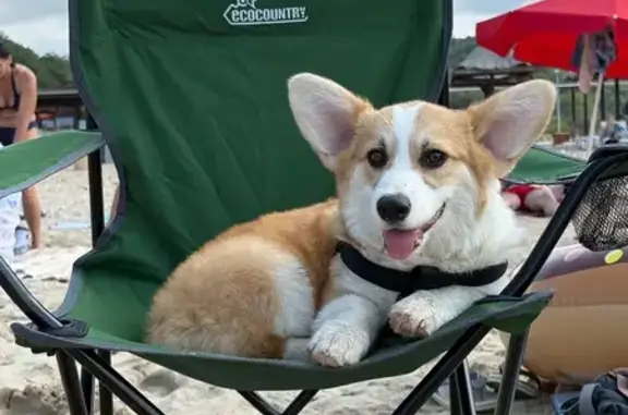 Пропала собака, ул. Горная 31, Каменномостский - photo