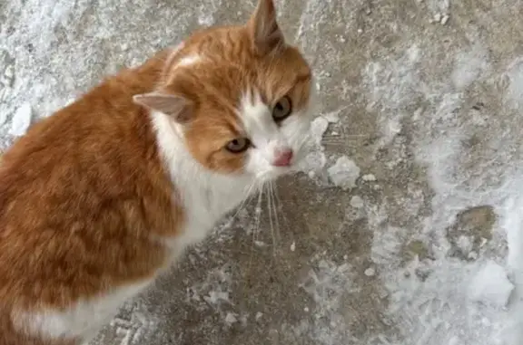 Объявления о пропавших и найденных животных, Следневское, фото: Кошка найдена, Следневское СП, Владимирская обл.