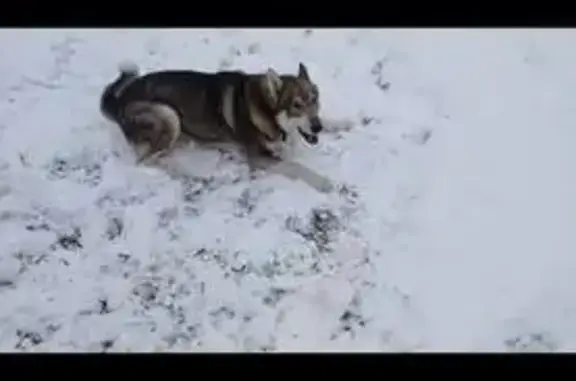 Пропала лайка в с. Высокиничи, Калуга - photo