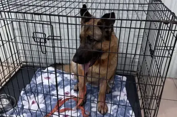 Найдена собака, Казань, фото: Овчарка найдена на Ш. Усманова, 5, Казань