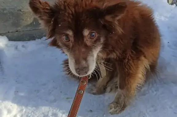 Объявления о пропавших и найденных животных, Бийск, фото: Собака найдена: Социалистическая 123, Бийск