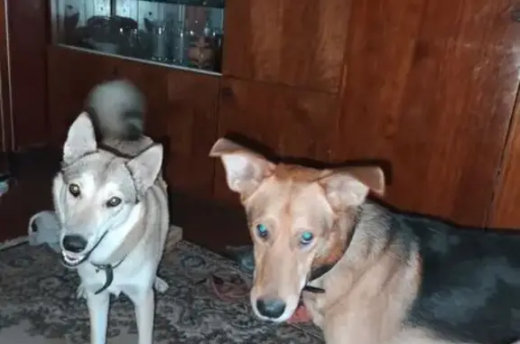 Пропала собака, ул. Зои Космодемьянской, 5 - photo