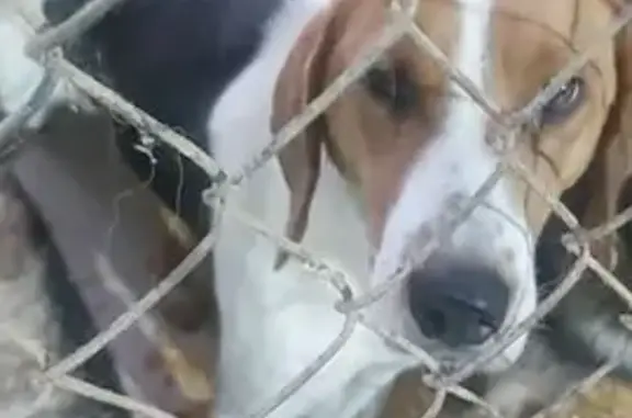 Найдена собака, Уфа, фото: Найдена охотничья собака, Уфа