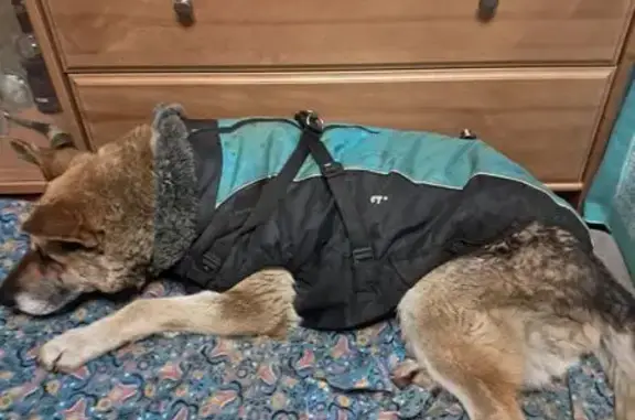 Найдена собака, Санкт-Петербург, фото: Собака найдена: Октябрьская наб., СПб