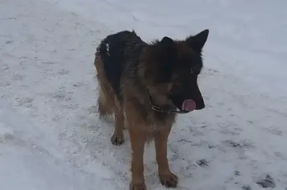 Найдена собака, Фрязино, фото: Овчарка найдена: ул. 60 лет СССР, 5, Фрязино