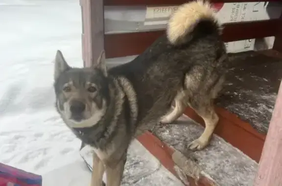 Найдена собака, район Троицк, фото: Собака найдена: Троицк, СНТ 39