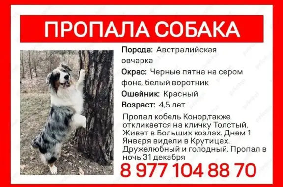 Пропала овчарка в Больших Козлах 29Н-379 - photo